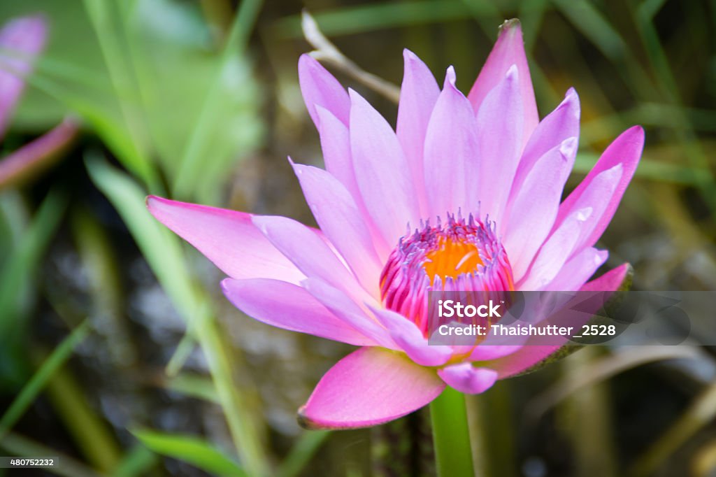 Buddhist flowers Natural pink lotus 2015 Stock Photo
