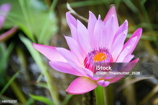 Buddhist Flowers Stock Photo - Download Image Now - 2015, Flower, Herbal Medicine