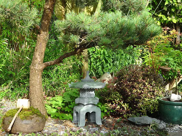 Photo showing part of a Japanese style garden with a number of oriental features.  Pictured is a pine tree pruned to create cloud branches, along with a granite effect lantern, a stone water basin with a ladle made from bamboo, and a green shrubby background.