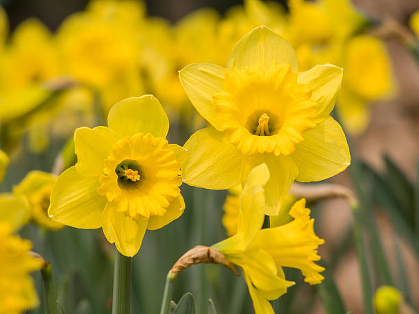 istock Spring flowers series, yellow daffodils in the field 480752733