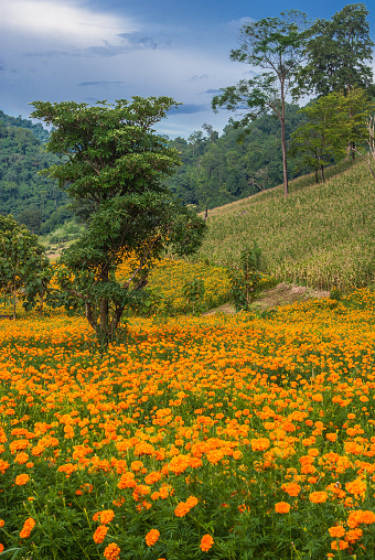 Orange flowers field, Chang Mai. Thailand