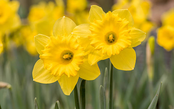 istock Spring flowers series, yellow daffodils in the field 480752851