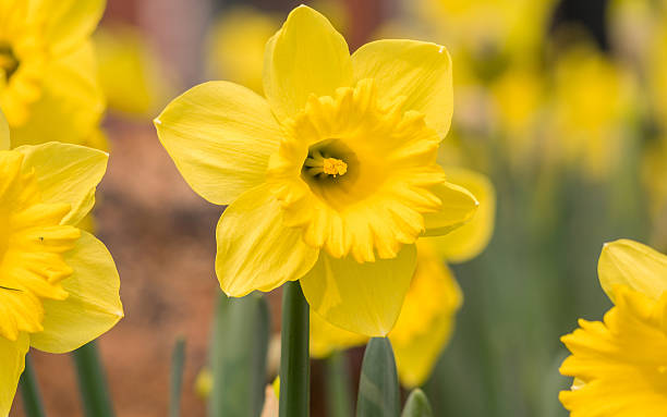 istock Spring flowers series, yellow daffodils in the field 480753155