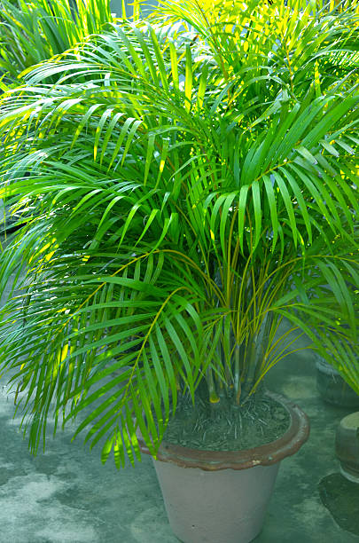 istock Close-Up Of green color Tree 480754912