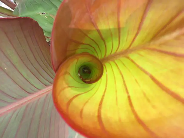 The inside of a leafy plant