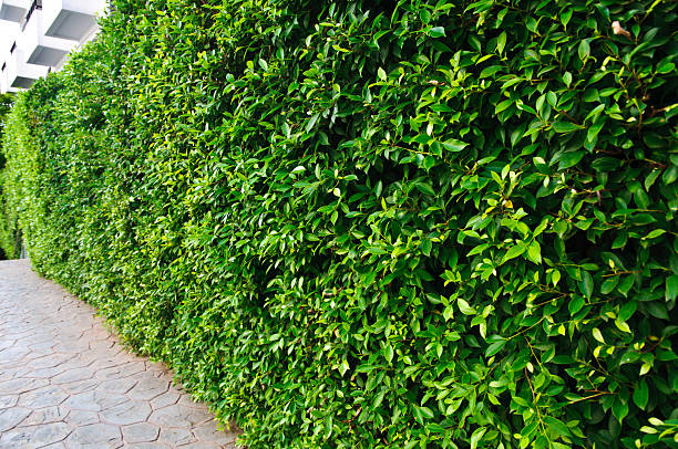 istock Tropical Garden-Garden bush background 480756148