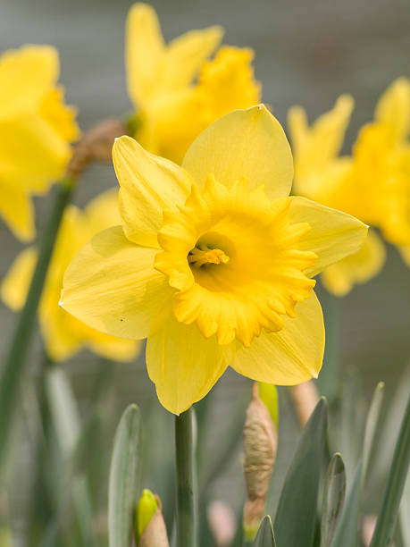 istock Spring flowers series, yellow daffodils in the field 480756887