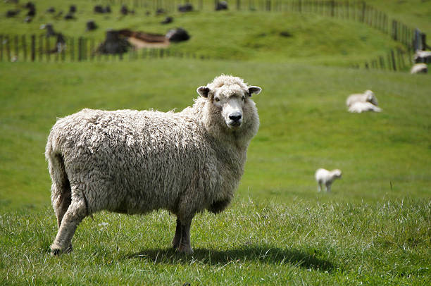 istock Big fluffy sheep or lamb grazing a green field 480756890