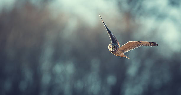 búho orejas corto vuelo - owl fotografías e imágenes de stock