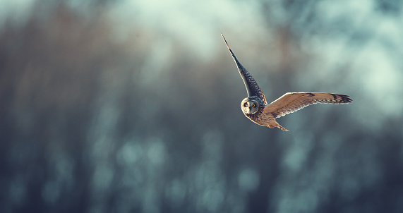 A wild short eared owl flying one crisp winters evening