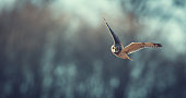 short eared owl flying