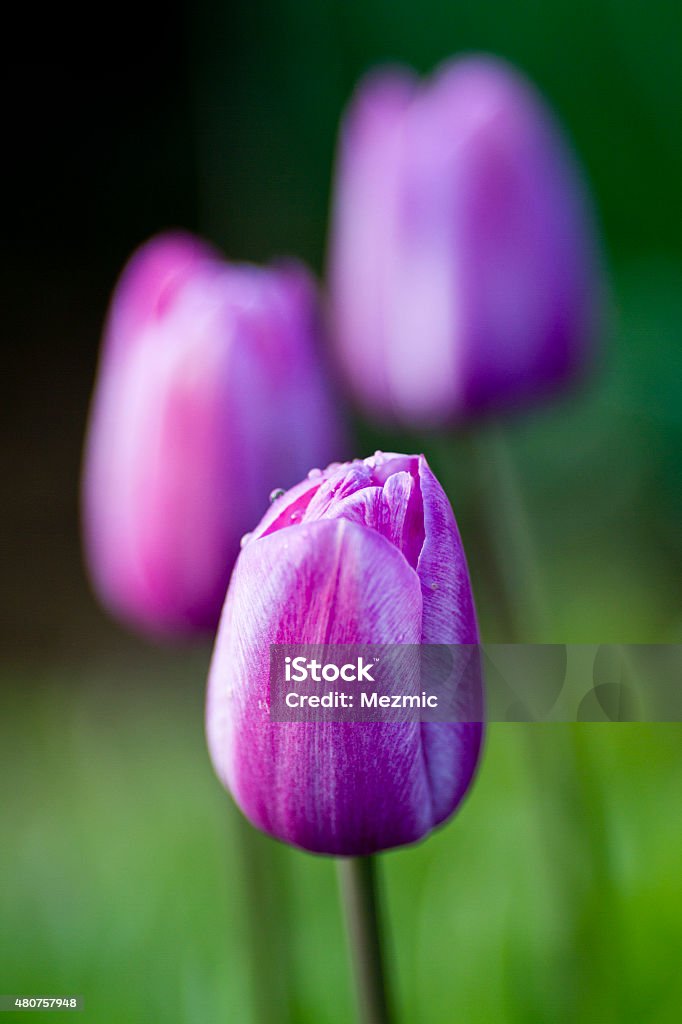 Tulip 'Lilac Cup' Tulip 'Lilac Cup' is a spring flowering perennial with purple and lilac coloured petals 2015 Stock Photo