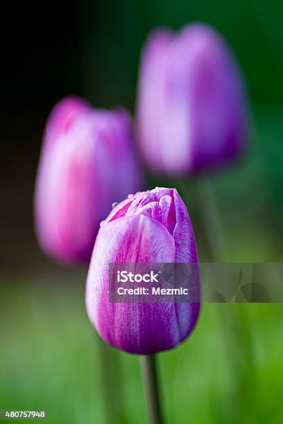 Tulip Lilac Cup Stock Photo - Download Image Now - 2015, Botany, Close-up