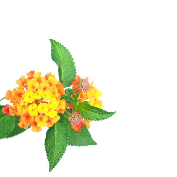 istock flower Lantana camara isolated on white background 480758129