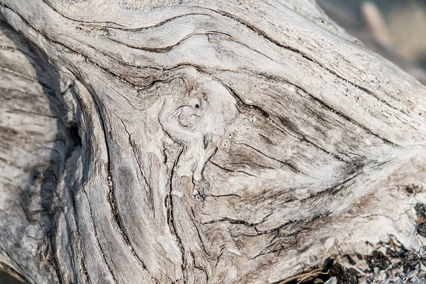 istock Old and natural wood texture on a beach for background. 480758455