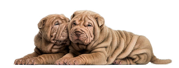 istock Shar Pei puppies lying, cuddling, isolated on white 480758477