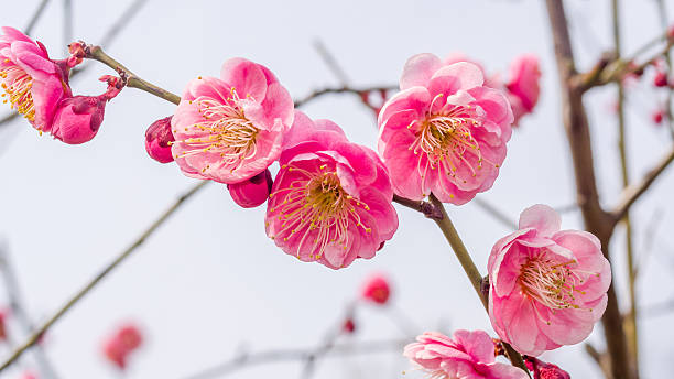 istock Flowers in spring series: plum blossoming in spring 480759015