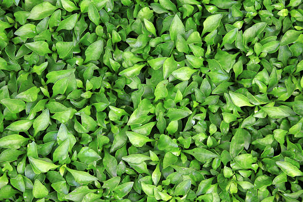 istock green leaves of plants 480760325