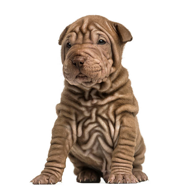 istock Shar Pei puppy sititng, isolated on white 480761923