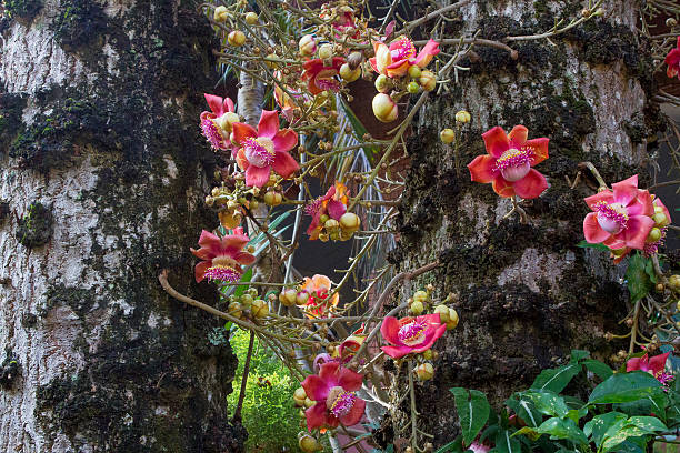 istock Cannonball tree(Eng)- Couroupita Guianensis(Lat) 480762251