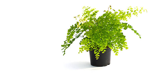 istock Little plant in a black pot 480762559