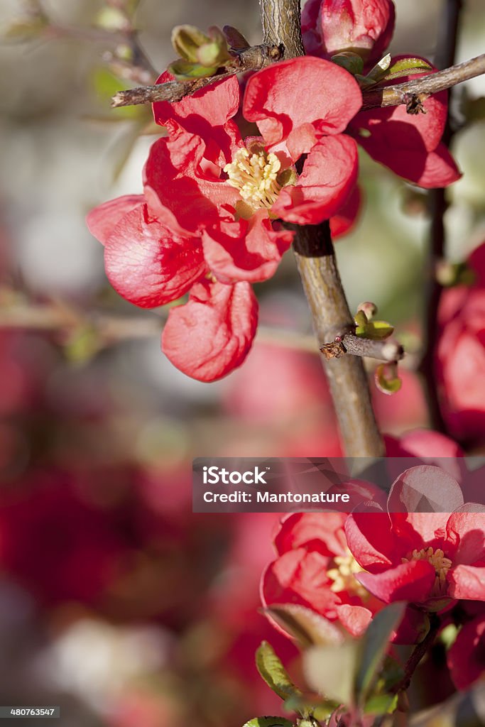 Japanese quince (Chaenomeles japonica) blossoming Chaenomeles japonica is a species of Japanese Quince. It is a thorny deciduous shrub that is commonly cultivated. The fruit is called Kusa-boke in Japanese. It is best known for its colorful spring flowers of red, white, pink. It produces apple-shaped fruit that are a golden-yellow color containing red-brown seeds. The fruit is edible but hard, and not as well known for its jelly and pie making as its cousin Cydonia. C. japonica is also popularly grown in bonsai. (source Wikipedia). Blossom Stock Photo