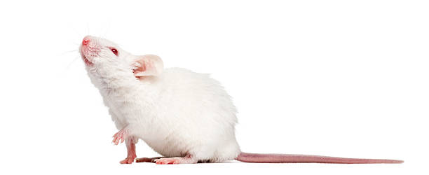 Side view of an albino white mouse looking up Side view of an albino white mouse looking up, Mus musculus, isolated on white mus musculus stock pictures, royalty-free photos & images