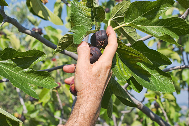 Collecting figs stock photo