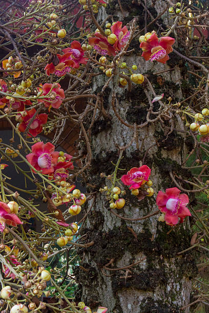 istock Cannonball tree(Eng)- Couroupita Guianensis(Lat) 480764605