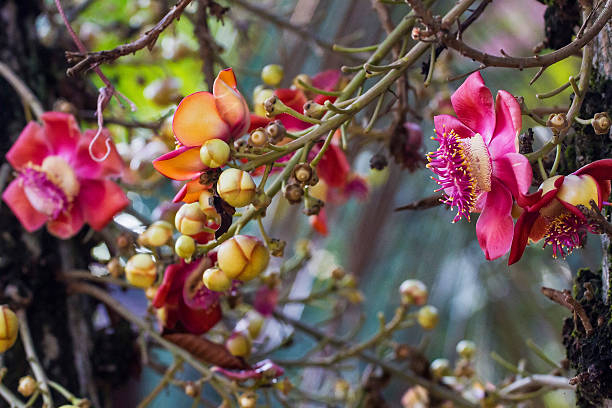 istock Cannonball tree(Eng)Couroupita guianensis(Lat) 480764649