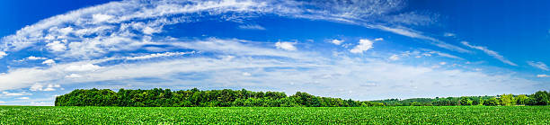 istock Beautiful cultivated soy field in the summer. 480764910