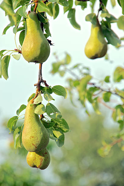 Growing pears stock photo