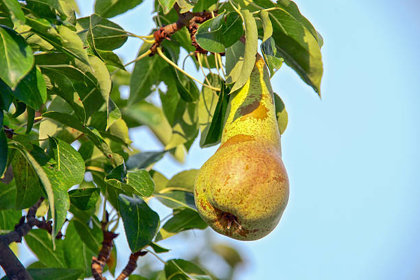 Growing pear stock photo