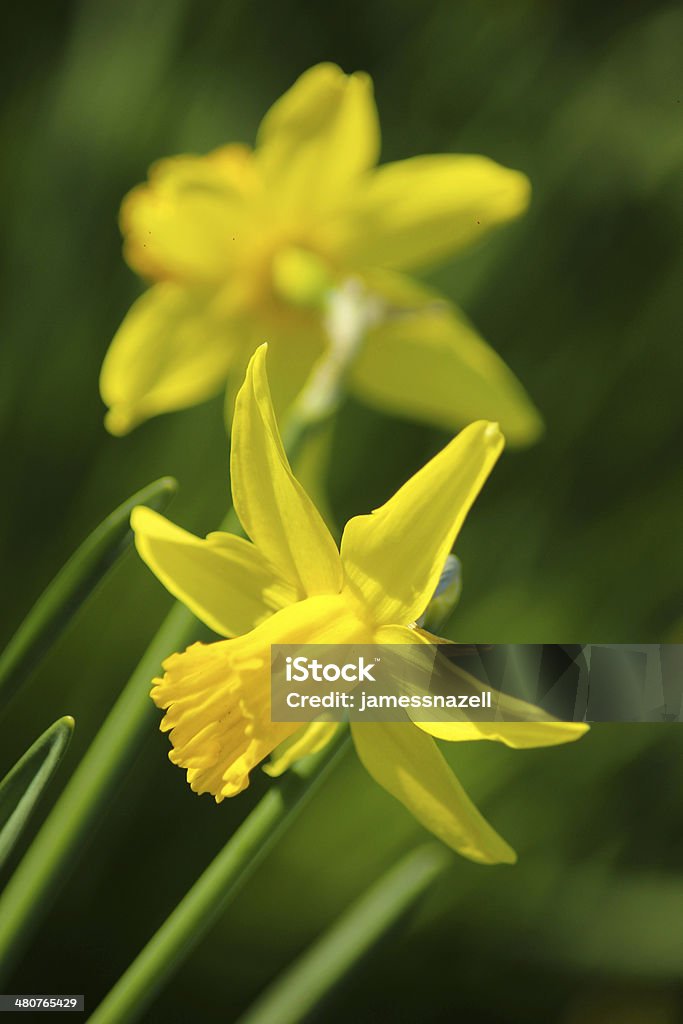 黄色 daffodils - まぶしいのロイヤリティフリーストックフォト