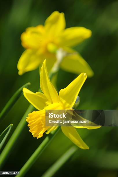 Foto de Narcisos Amarelos e mais fotos de stock de Abundância - Abundância, Agricultura, Ajardinado