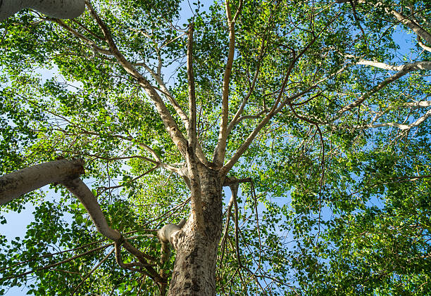 istock spring landscape of trees against the sky 480765684