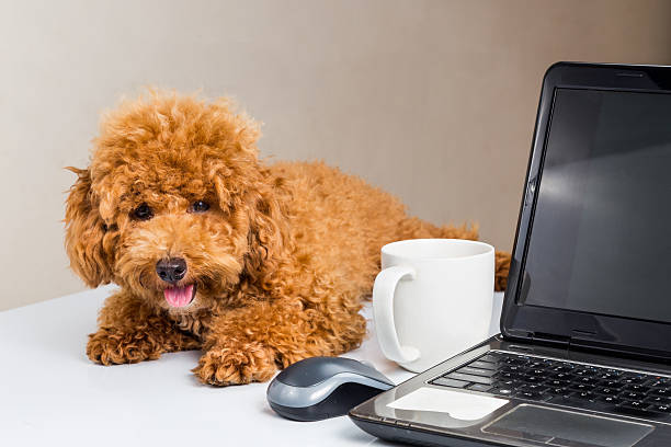 istock Cute poodle puppy resting on office desk with laptop computer 480765724