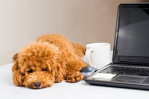 istock Cute poodle puppy resting on office desk with laptop computer 480765728