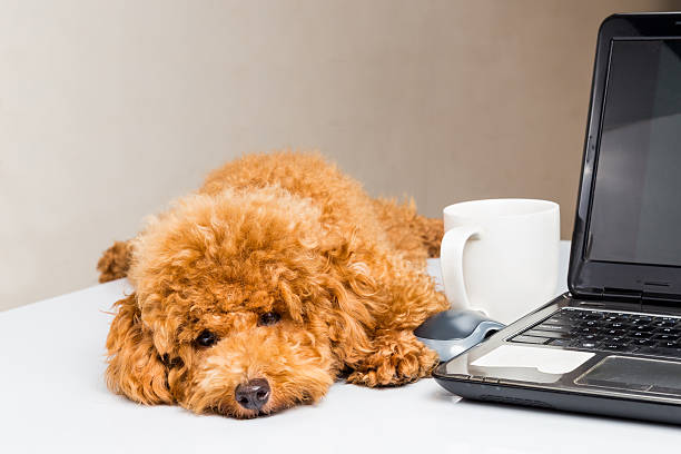 istock Cute poodle puppy resting on office desk with laptop computer 480765732