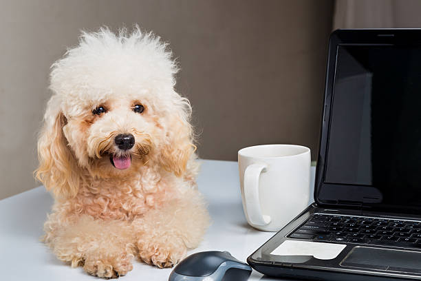 istock Cute poodle puppy resting on office desk with laptop computer 480765740