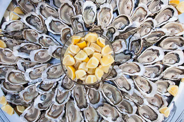 Fresh oysters in a plate with ice and lemon