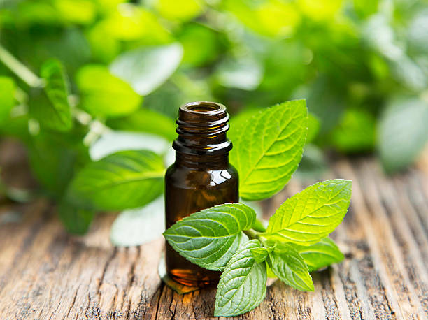 istock Natural Mint Essential Oil in a Little Glass Bottle 480767520
