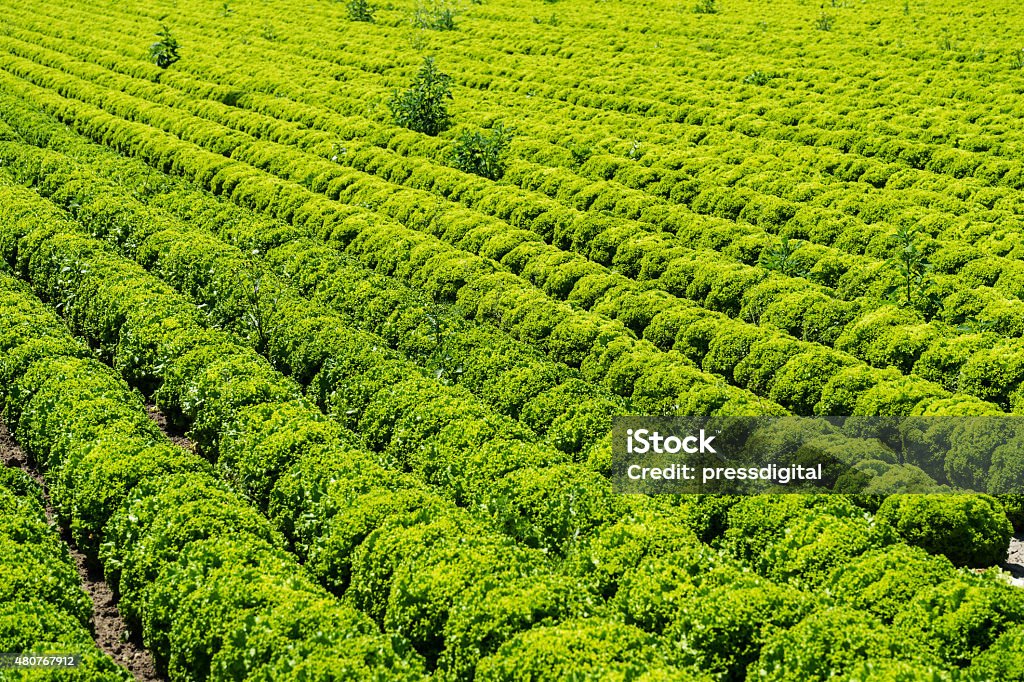 White Lollo Lettuce Lollo Bianco Lettuce, agriculture field with fresh vegetable 2015 Stock Photo