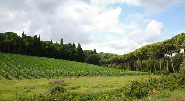 istock Tuscany landscape with vineyard and stone pines 480768746