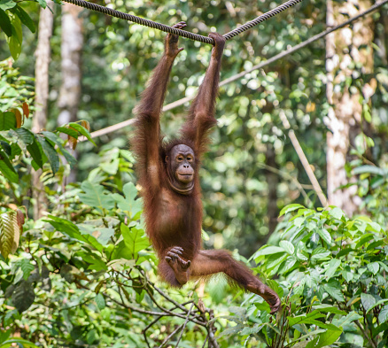 An Urangutan swinging freely on a rope at Sepilok Centre in Sabah State Borneo