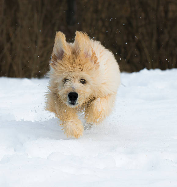 istock Puppy in the snow 480770365