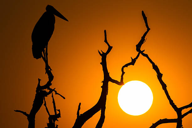 Marabou Stork (Leptoptilos crumenifer) Silhouette Marabou Stork enjoying the early morning sun at Mana Pools National Park, Zimbabwe marabu stork stock pictures, royalty-free photos & images