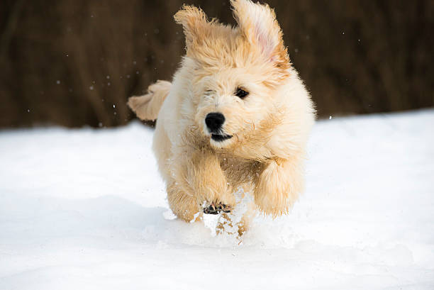 istock Puppy in the snow 480770447
