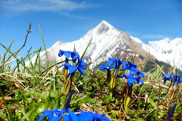 istock wild gentian with mountain in the background 480770650