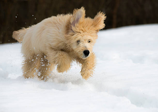 istock Puppy in the snow 480770901